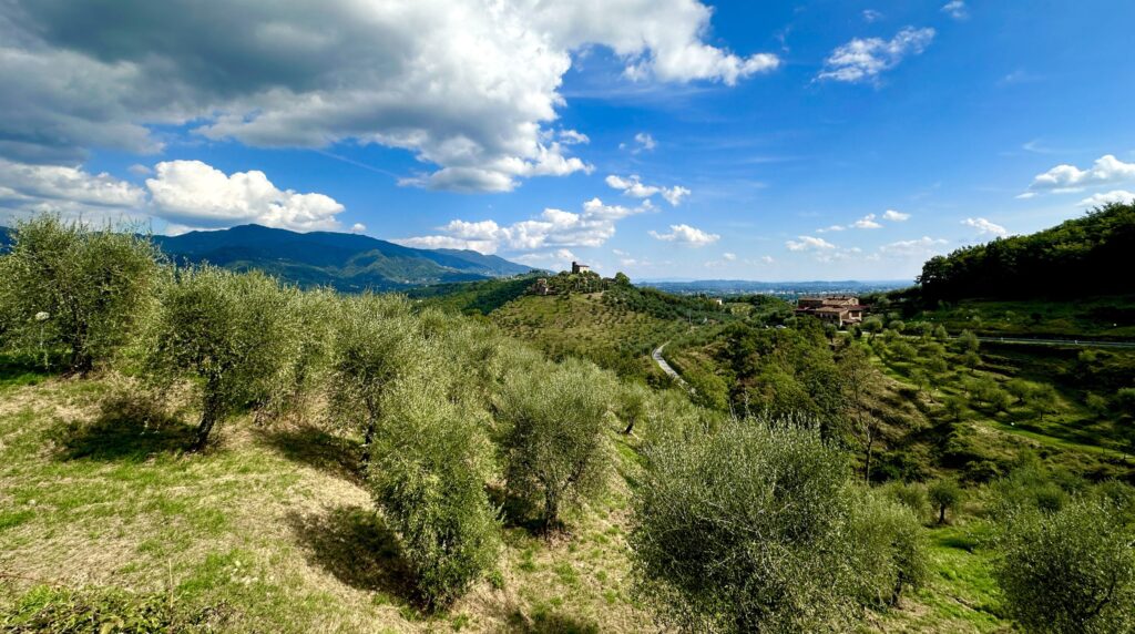 Studio di architettura a Lucca - Colline lucchesi panoramiche con uliveti e vigneti