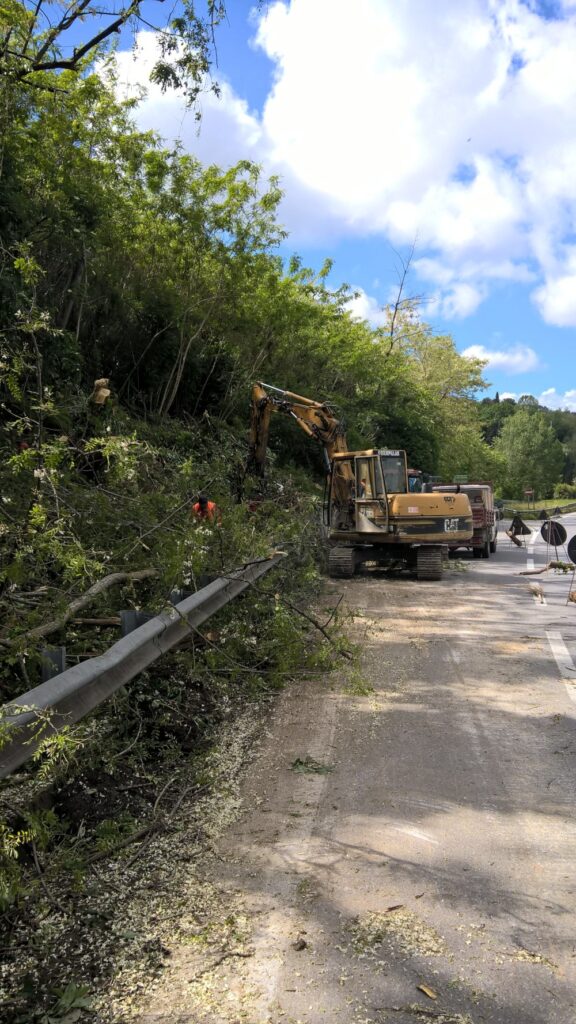 Alberi pericolosi lungo strada statale a Lucca da mettere in sicurezza